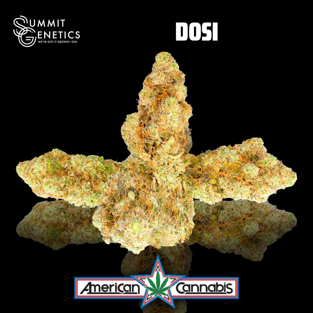 [Flower] Summit Genetics Dosi 3.5g [Indica]