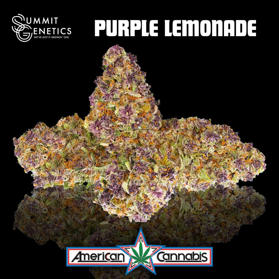 [Flower] Summit Genetics Purple Lemonade 3.5g [Hybrid]