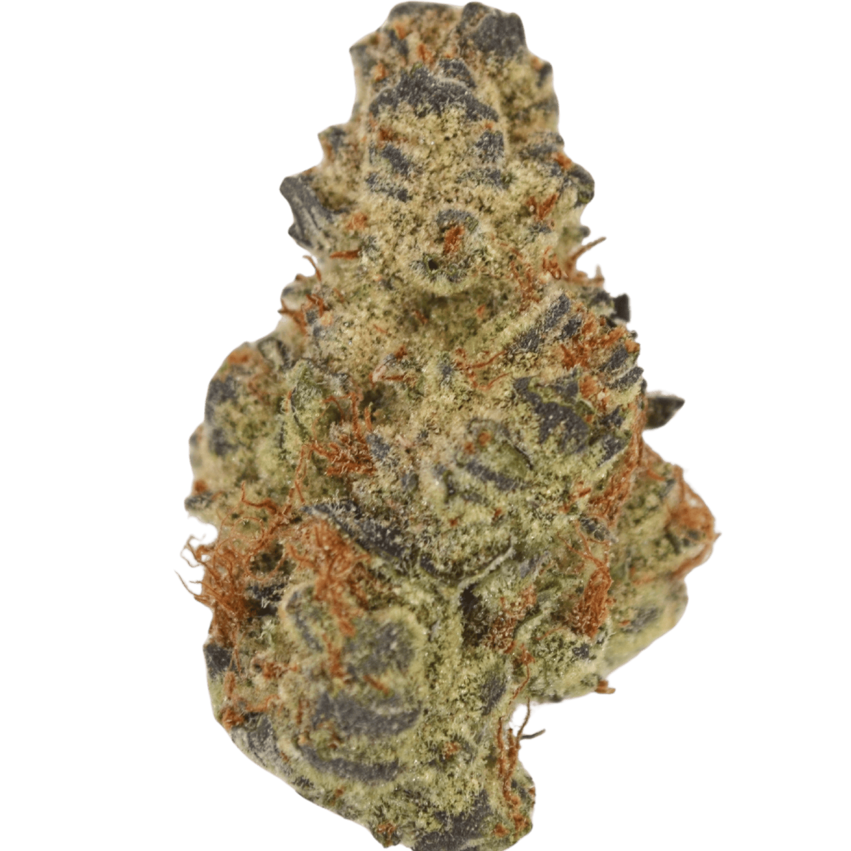 Bear Claw Kush