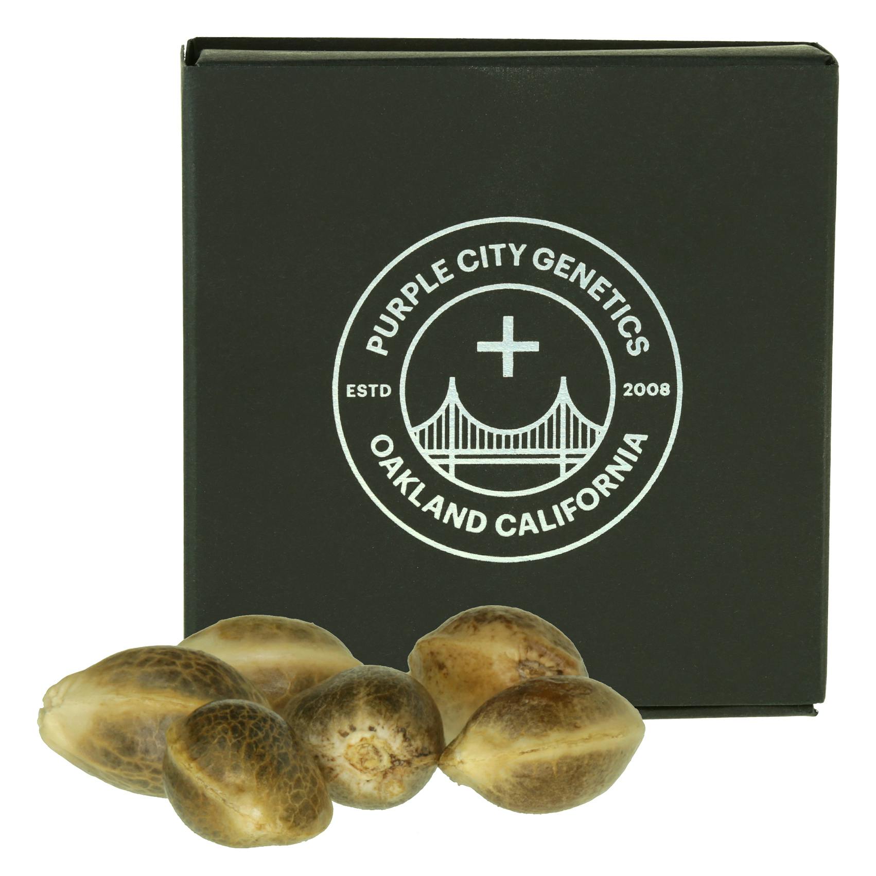 Purple City Genetics Seeds 10pk - Estefan