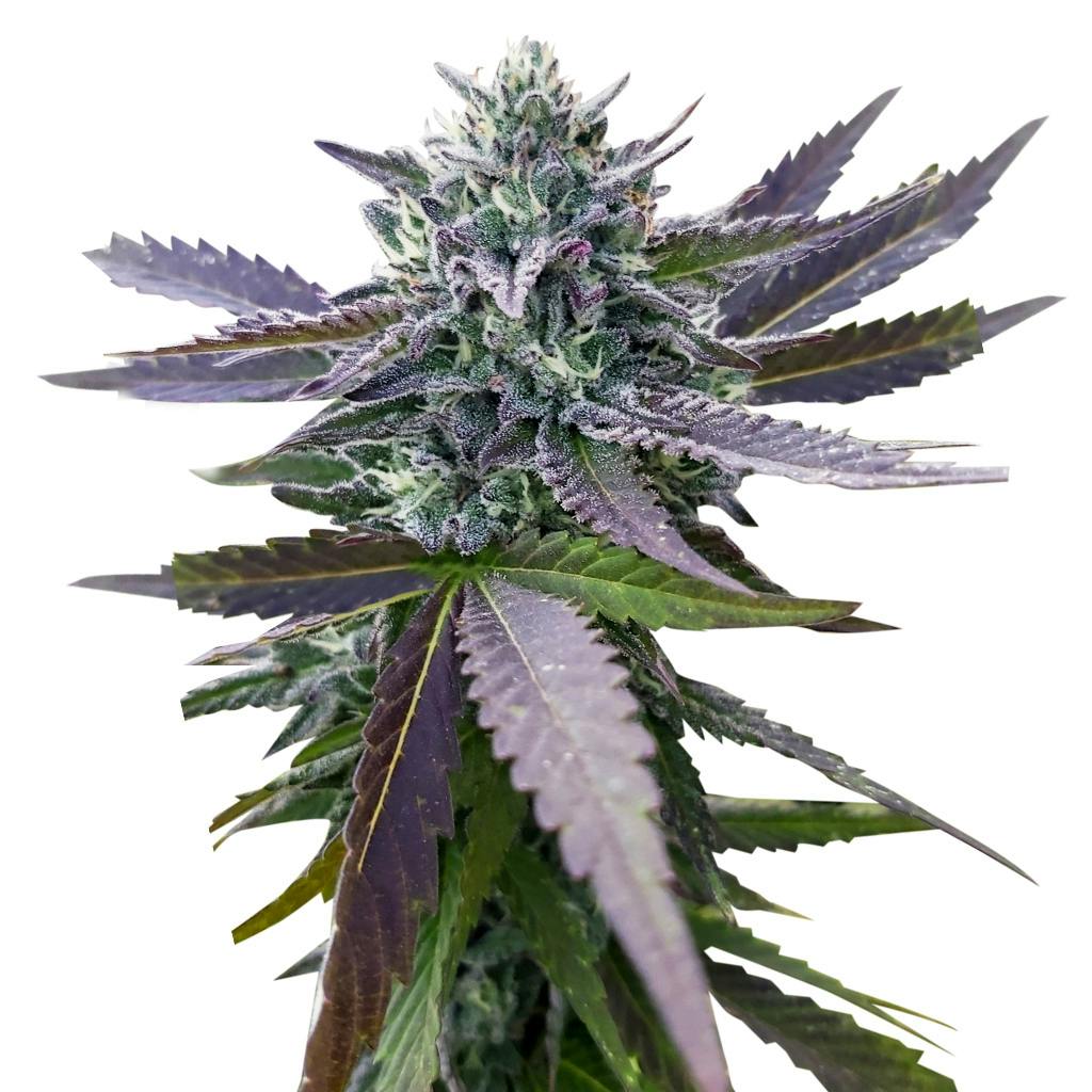 Emerald Mountain Legacy - Roze F4 - Hybrid - 8 Pack