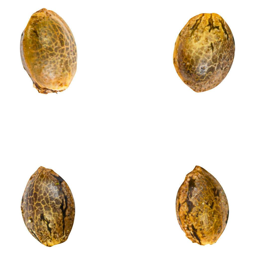 Green Rose Seeds - Gry Pytn X Crashed Out Cookies (fem Seeds) - Hybrid - 4 Pack