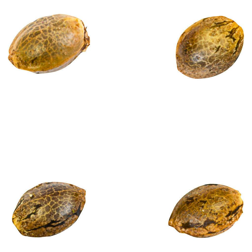 Green Rose Seeds - 41 Ghosts (auto Fem Seeds) - Hybrid - 4 Pack