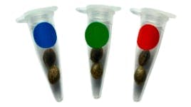 Seeds