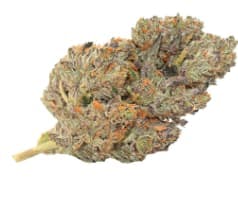 Indica Bag 1g Dried Flower / - Indica Bag 1g Dried Flower