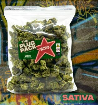 Scarlet Gelato - 28g - Flower - The Plug Pack
