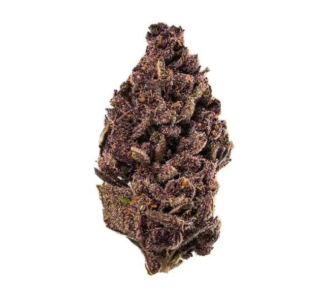 PURPLE TANGIE 1G D8