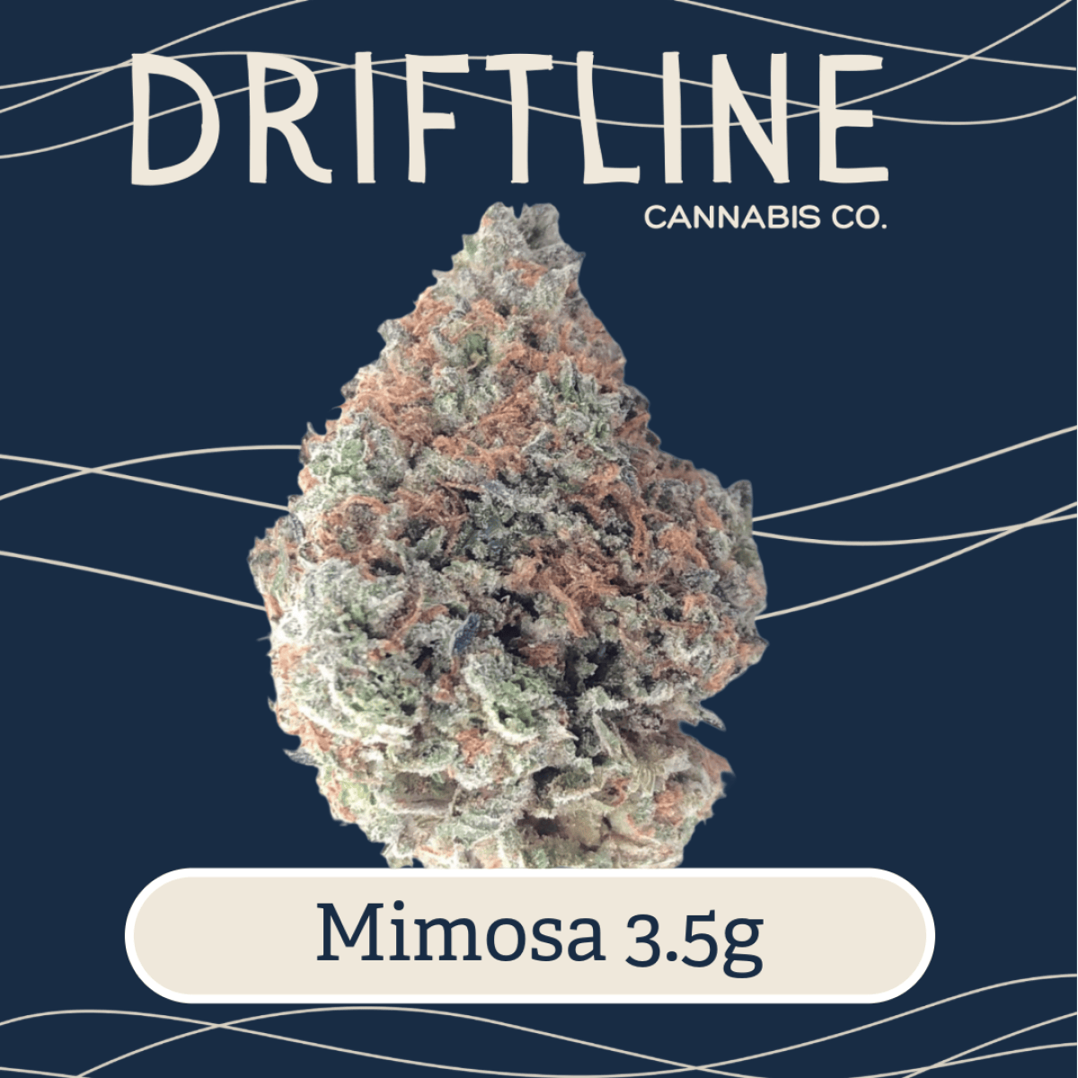 Mimosa
