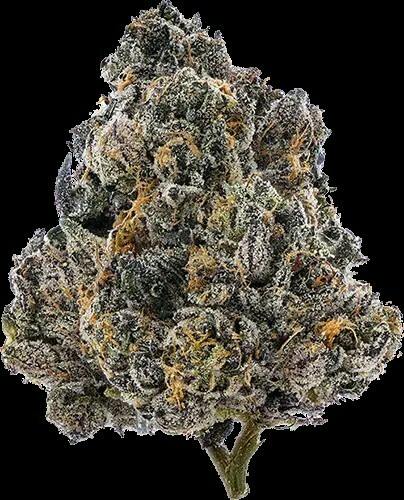 (the)Essence - Gelato 41 - 3.5g