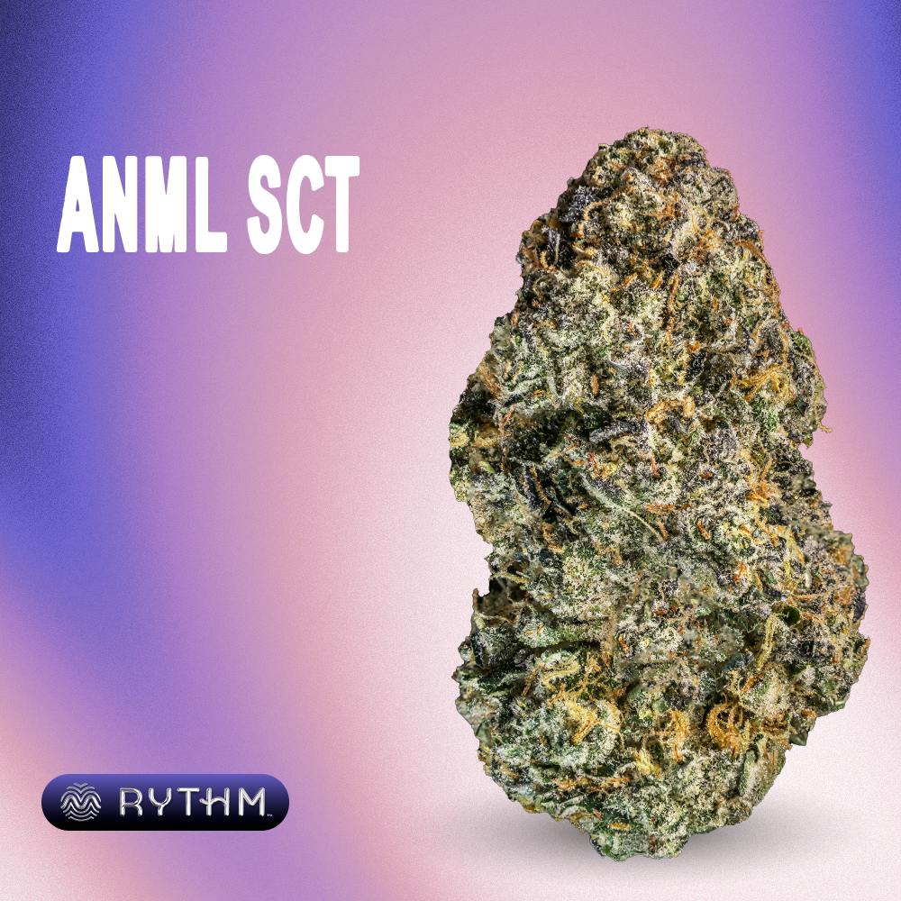 ANML SCT