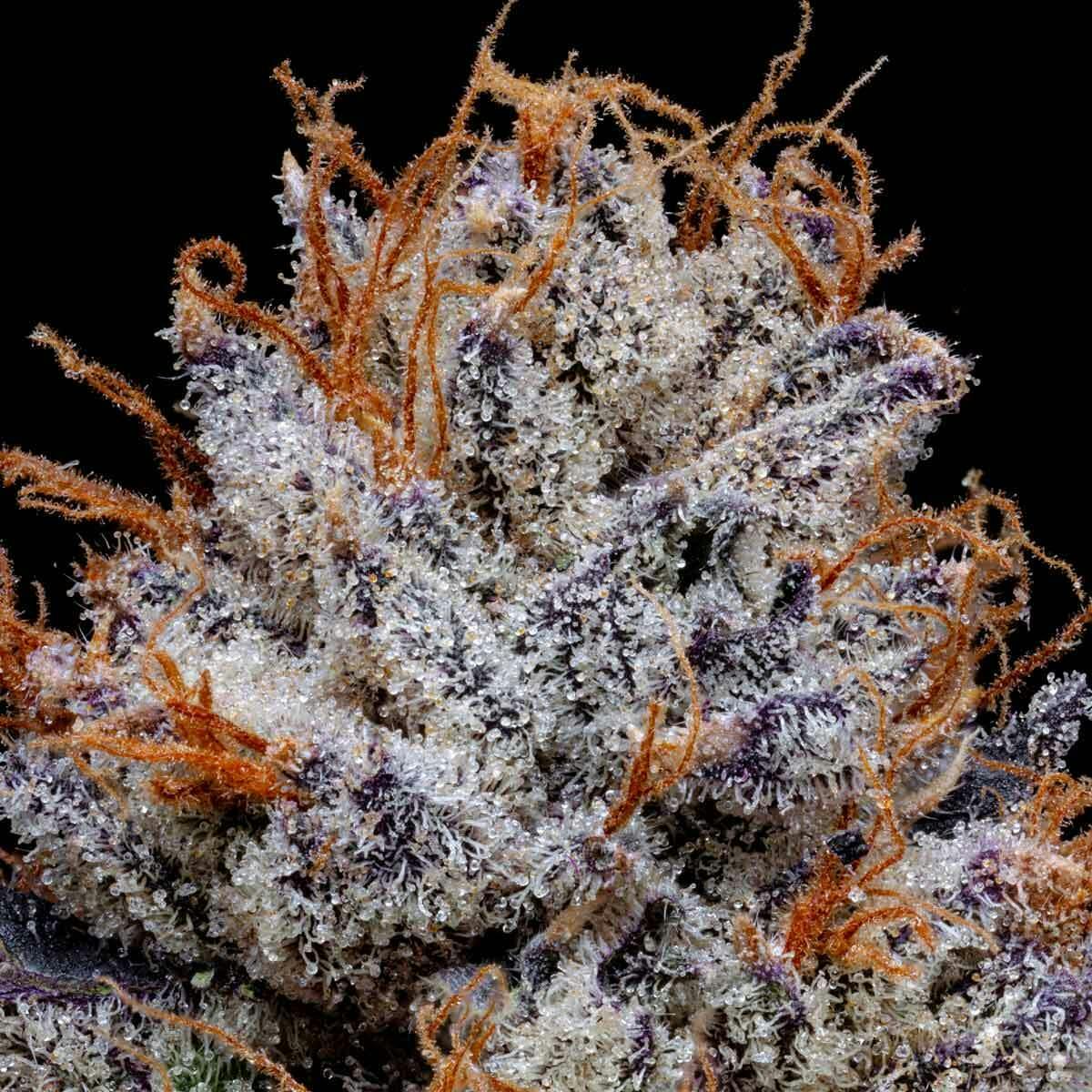 The Deli | 28g Prepack Flower | Blue Dream 2.0