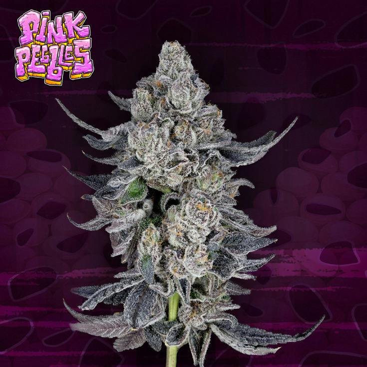 Growing Pains | Pink Pebbles | Bulk Flower | REC