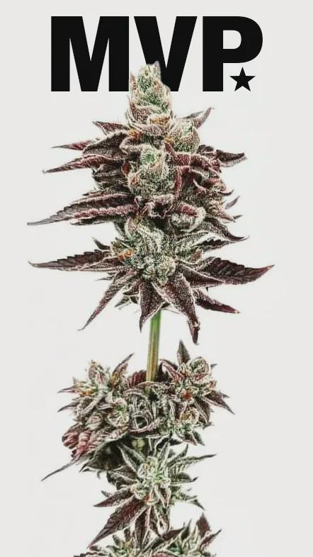 Mount Vision Pharms | "Shred" Grape-O-Pottomus Pre-Ground 14g