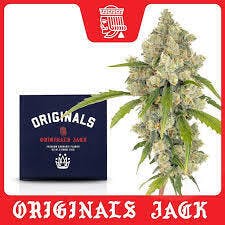 Jack Herer | 3.5g Flower