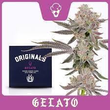 Gelato | 3.5g Flower | Originals at Orange Cannabis Company