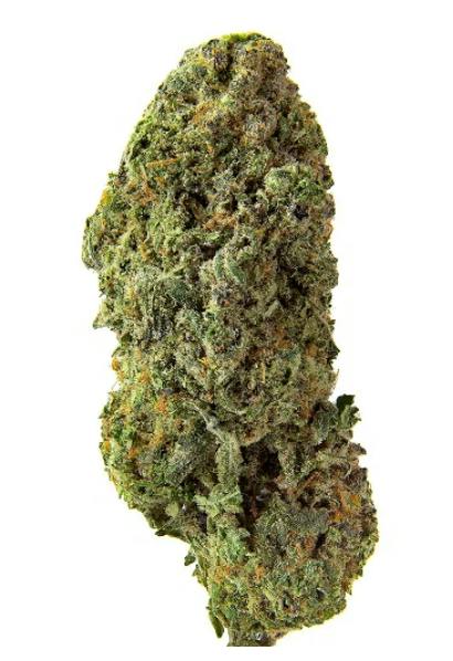 Homestead: BANDWAGON SATIVA (7g)