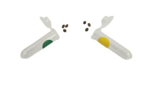 Kootenay Aeroponic Inc.: SLAP DADDY-CHOCOLATE ZUSHI VARIETY SEEDS (6pc)
