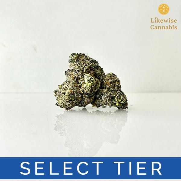 GAMBO 3.5G - HIGH PRESSURE COMPANY