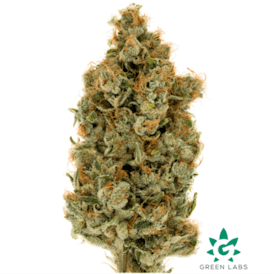 (REC) Clusterfunk Buds - Dutch Touch Genetics