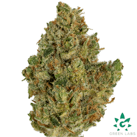 (MED) Mr. Clean Buds - Dutch Touch Genetics