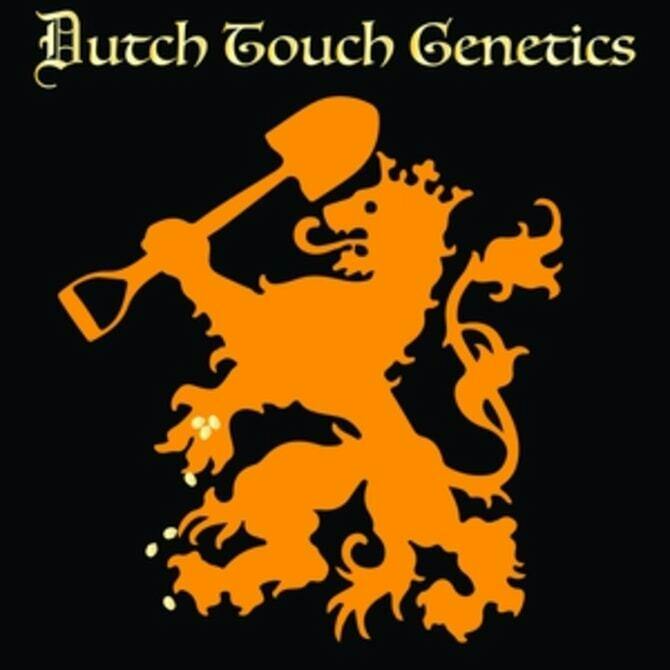 (MED) Space Hippy Nug Run Sugar Baller Jar (3.5g) - Dutch Touch Genetics