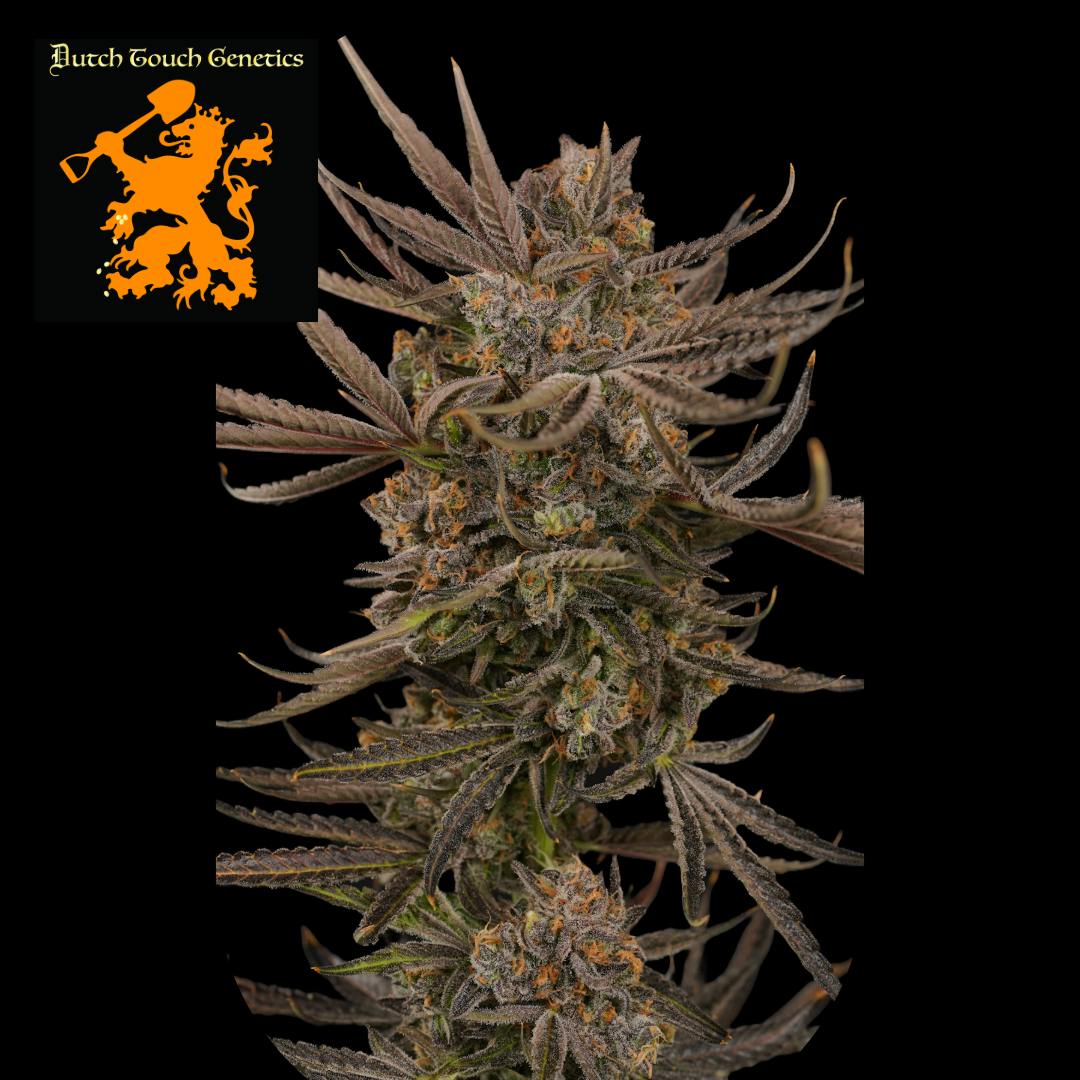 (MED) Big Smooth #6 Buds - Dutch Touch Genetics