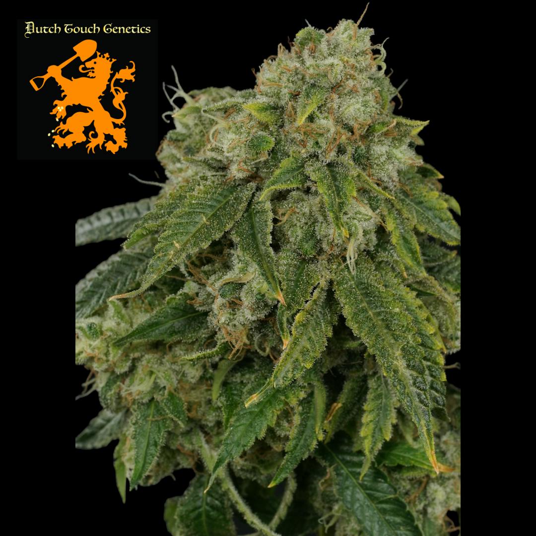 (REC) White Wampa #4 Buds - Dutch Touch Genetics