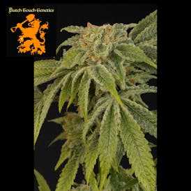 (REC) Sunshine Daydream #1 Buds - Dutch Touch Genetics