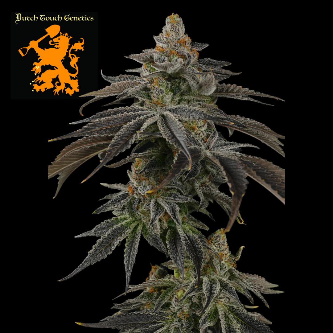 Sin City Grapes #10 Buds