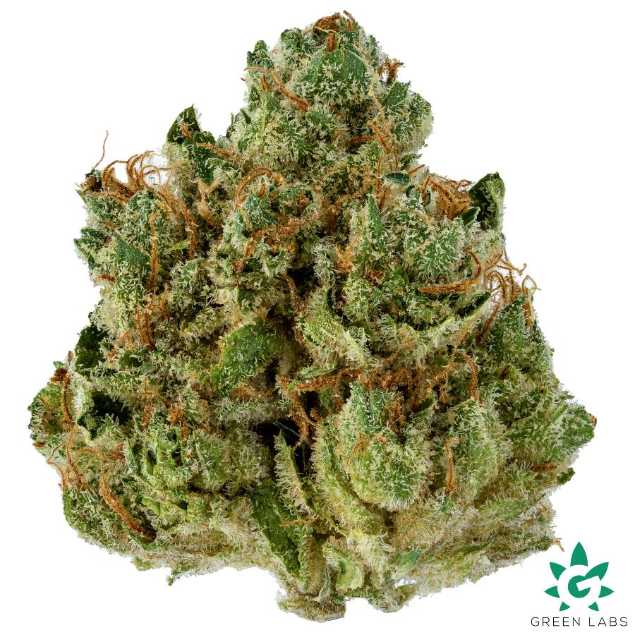 (MED) Angelica Buds - Dutch Touch Genetics