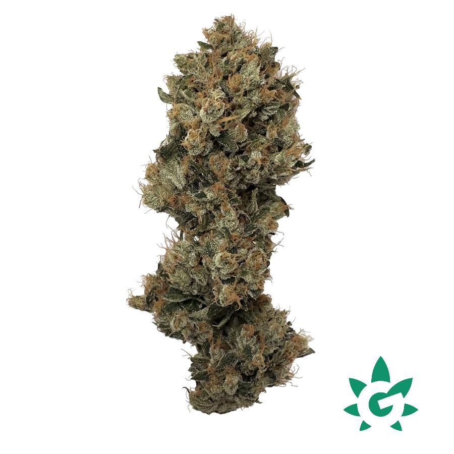 (MED) Death By Funk Buds - Dutch Touch Genetics