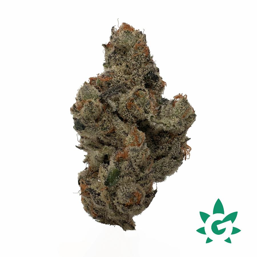 (MED) Field Trip Buds - Dutch Touch Genetics