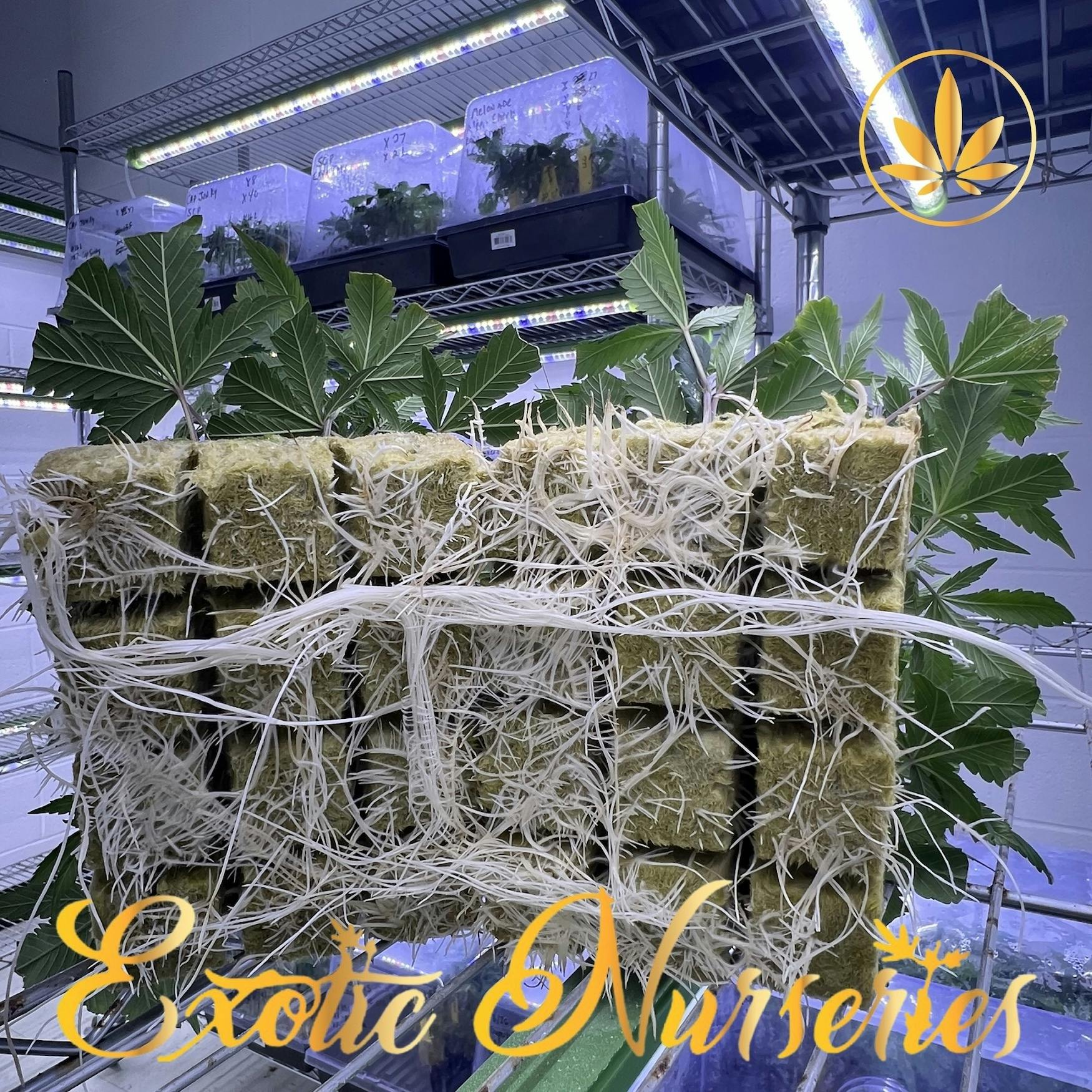 Exotic Nurseries - Single Clone - Gelato 33
