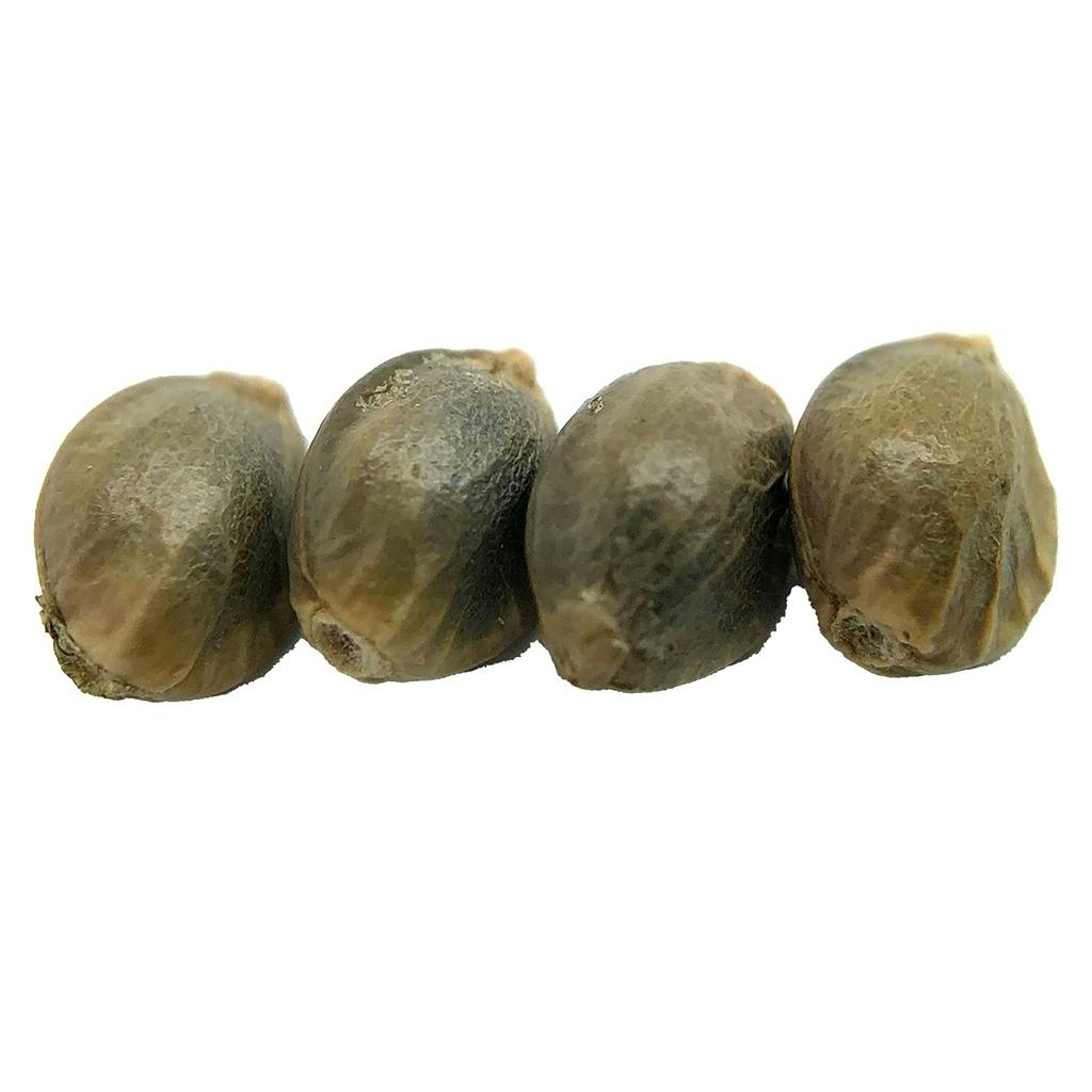 erbaceous™ - D 3 N A L I Seeds (Regular) Sativa - 4 Pack