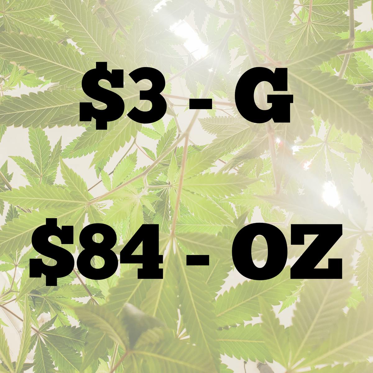 Gas Farm Okc Golden Goat Bud