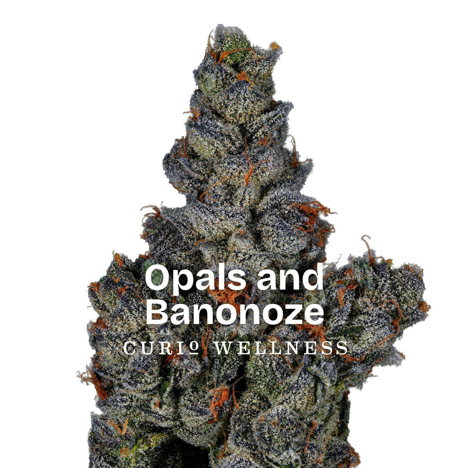 Opals & Banonoze - Baby Buds - 5g