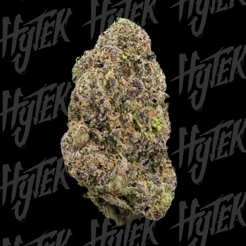 HYTEK - Versace - Buds