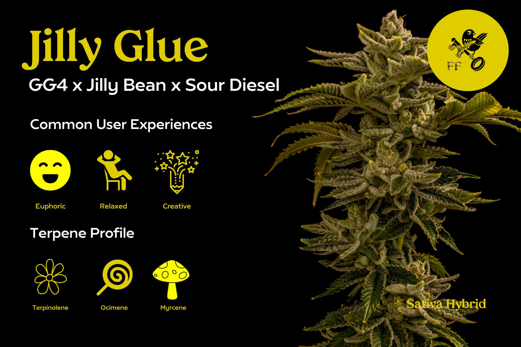 Franklin Fields | Jilly Glue | Big Bud | 3.5g