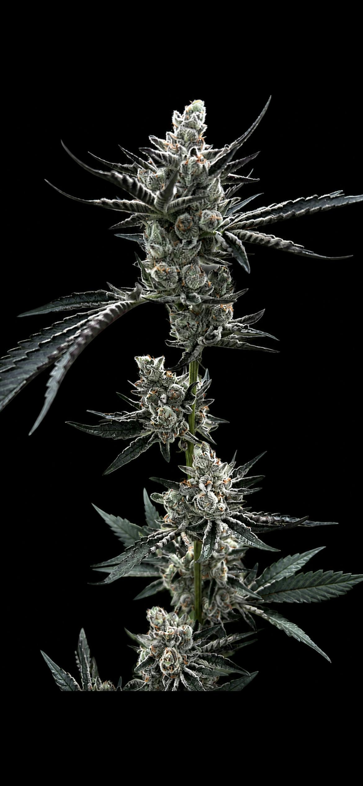 518 Hollow - London Pound Cake - Flower