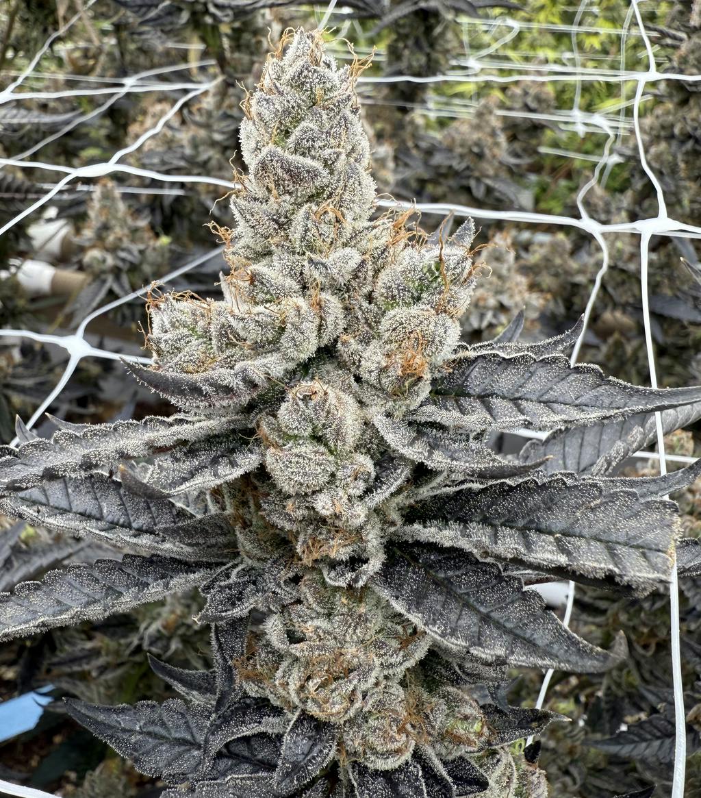 Victory Lemon Runtz Flower 3.5g