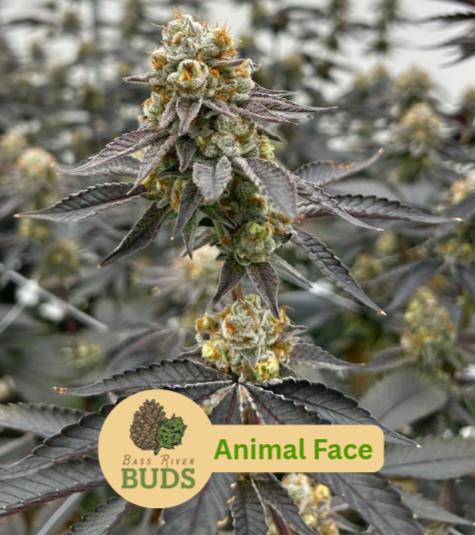 Bass River BUDS Animal Face Flower 3.5g