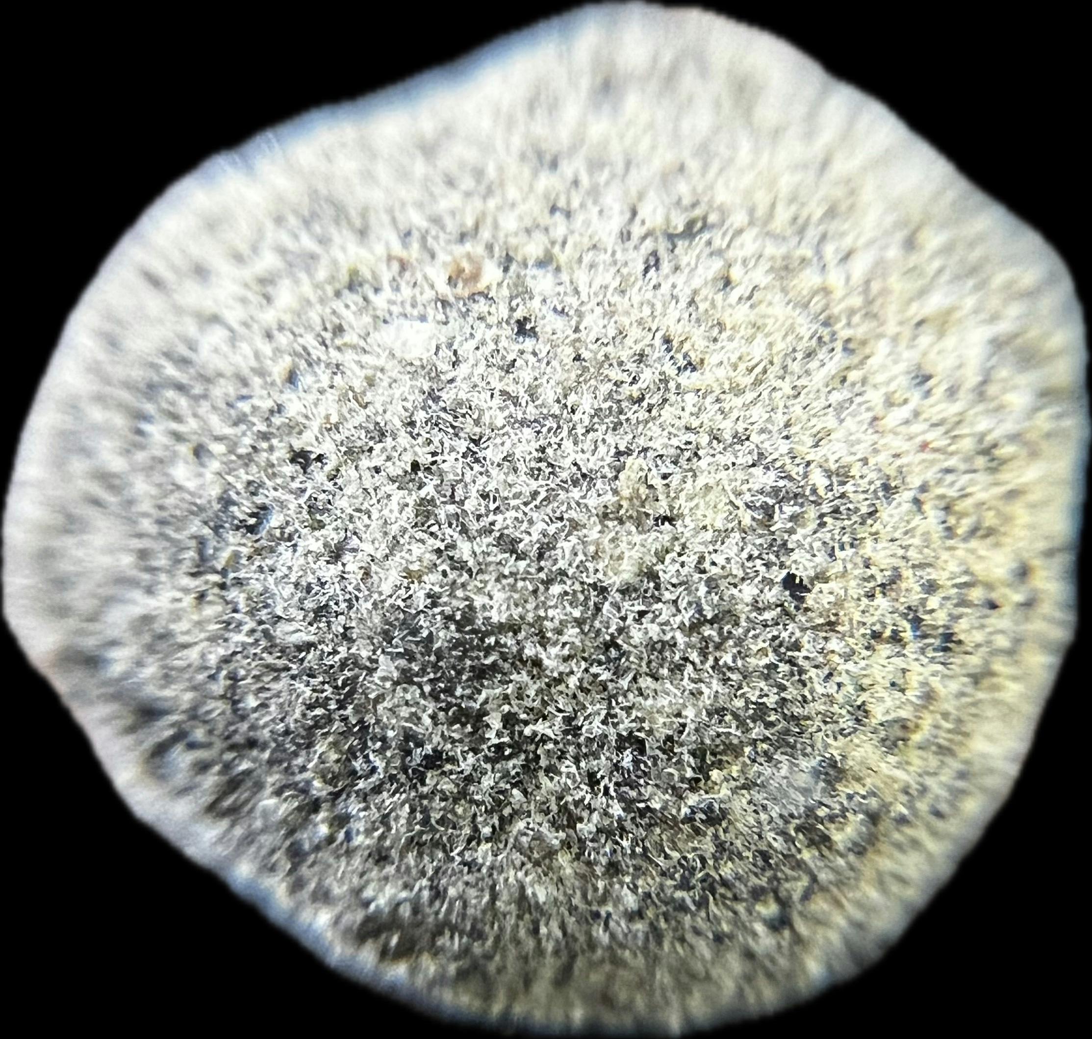 Infused Flower - Moon Rocks