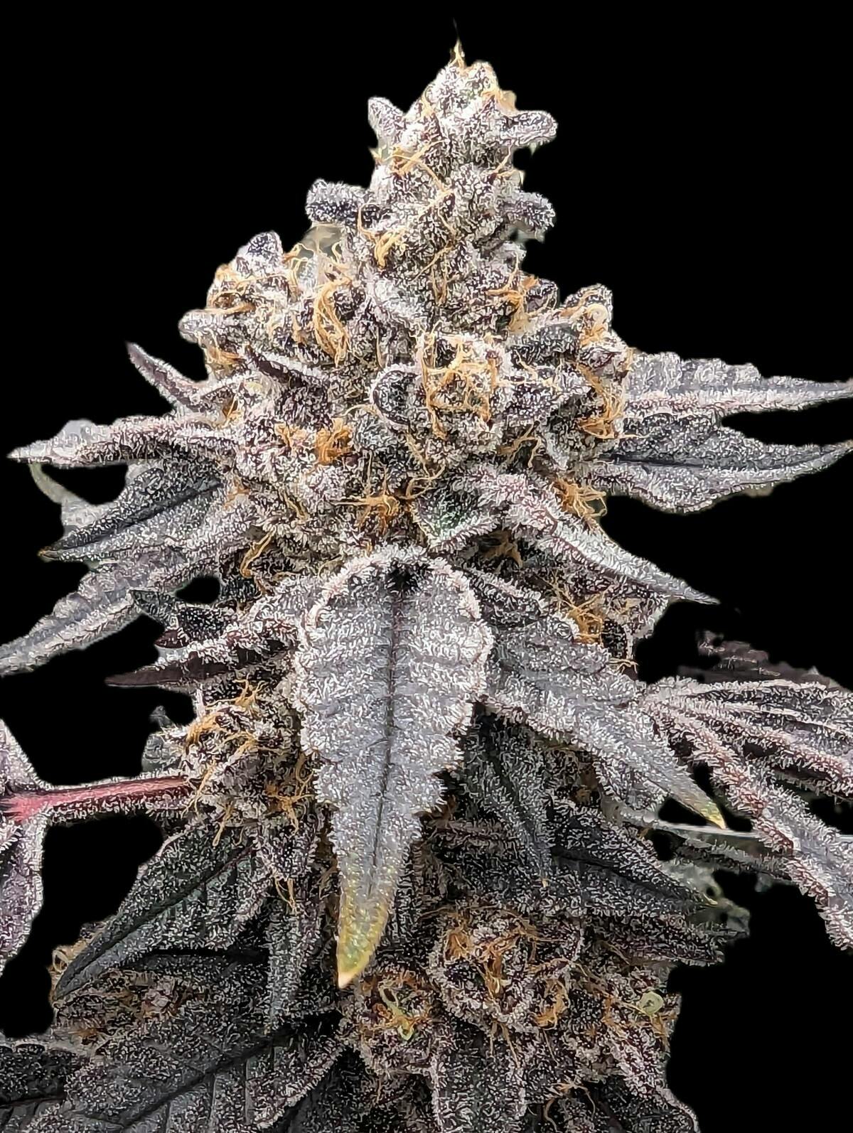 Gary's Breath - Flower
