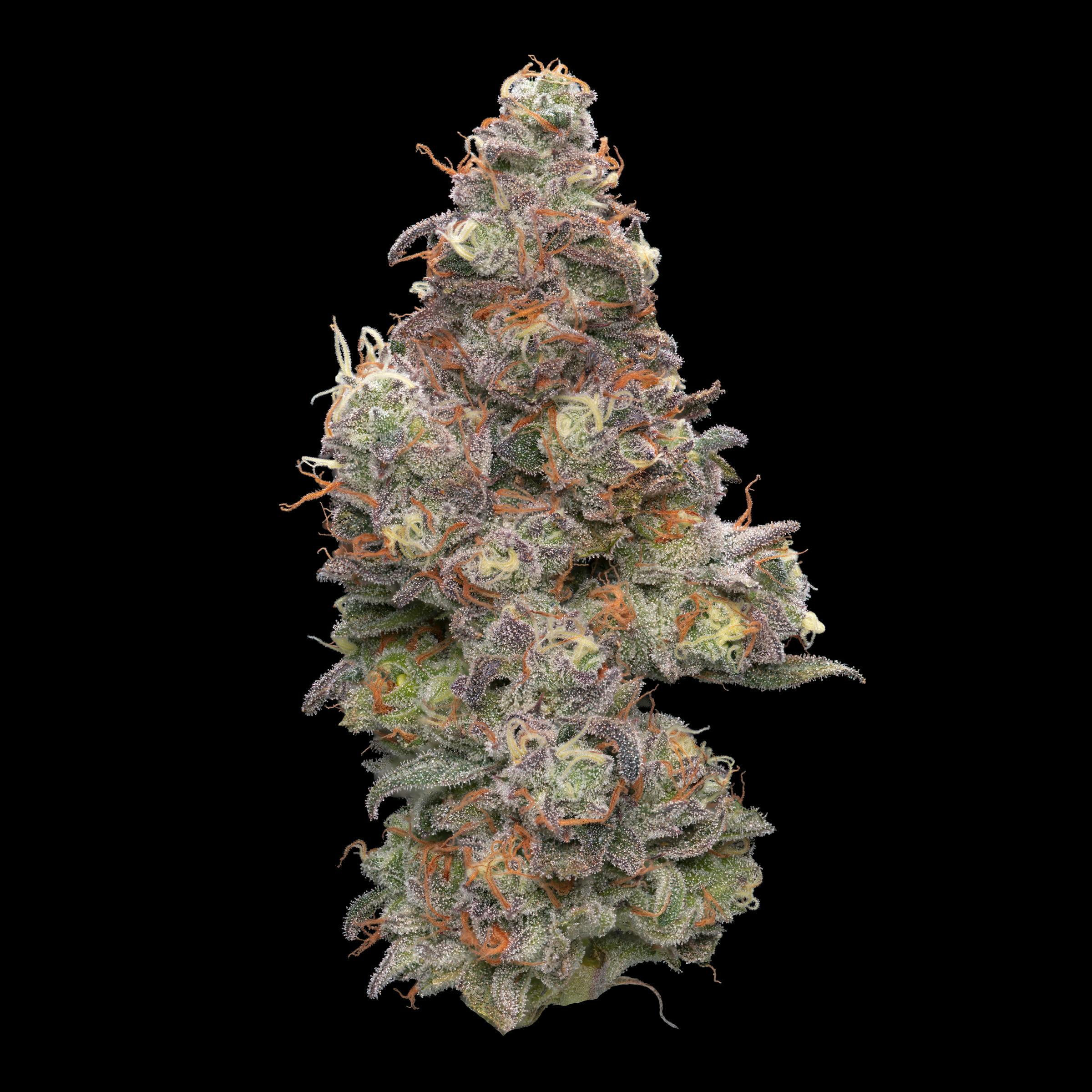 Apples & Bananas S1 at The Farm Stand (Medical)