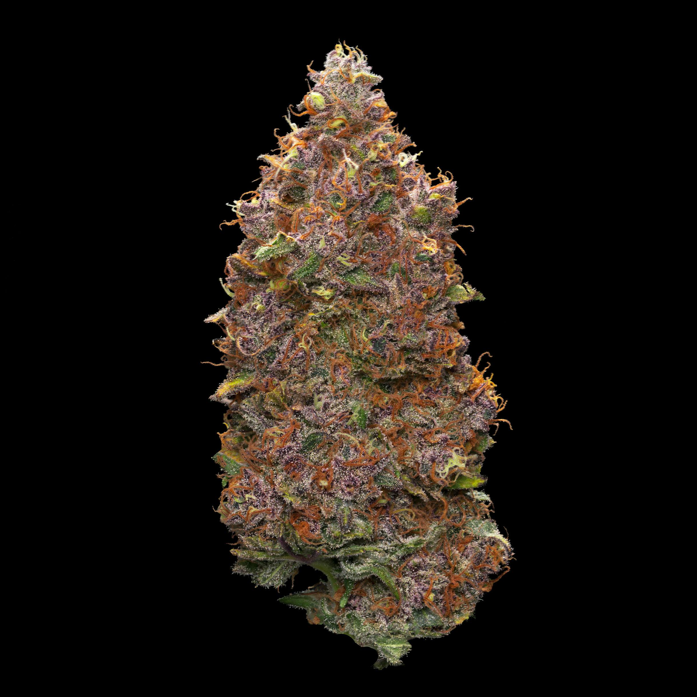 Trop-Fetti at The Farm Stand (Medical)