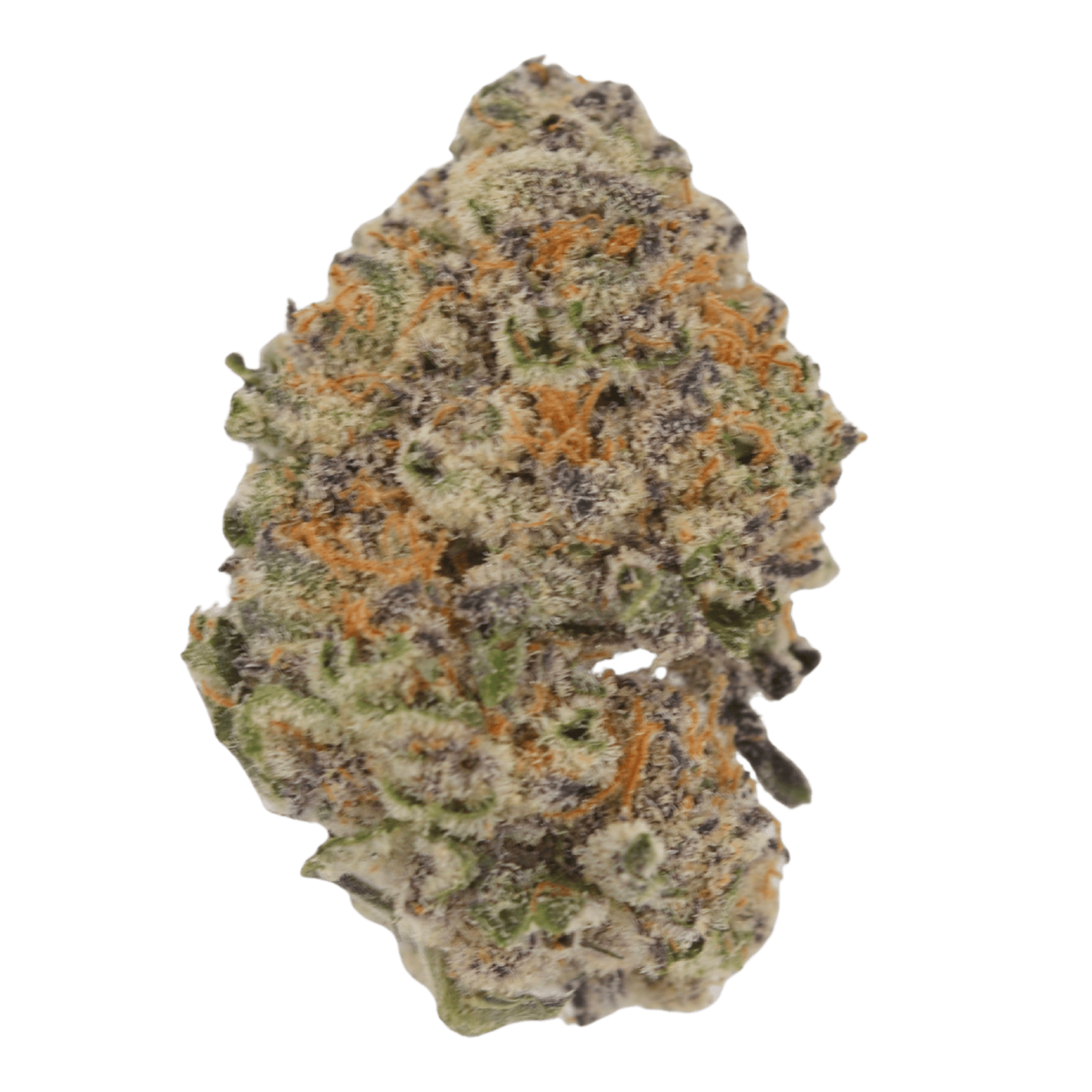 Cheetah Colada