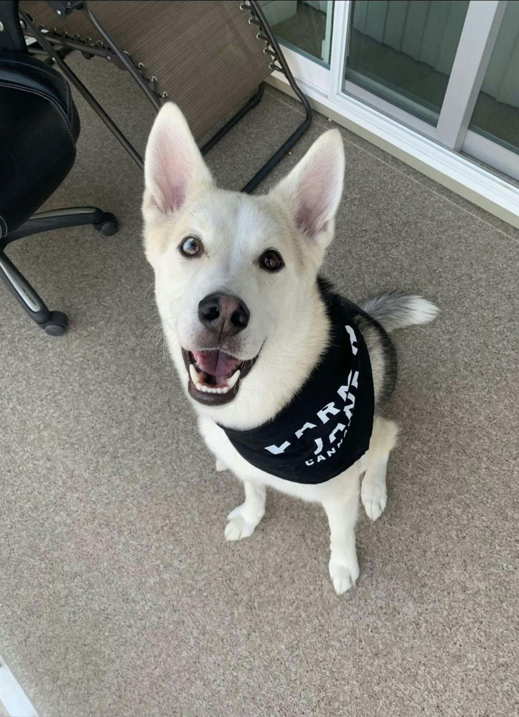 FJ - Dog Bandana - Apparel