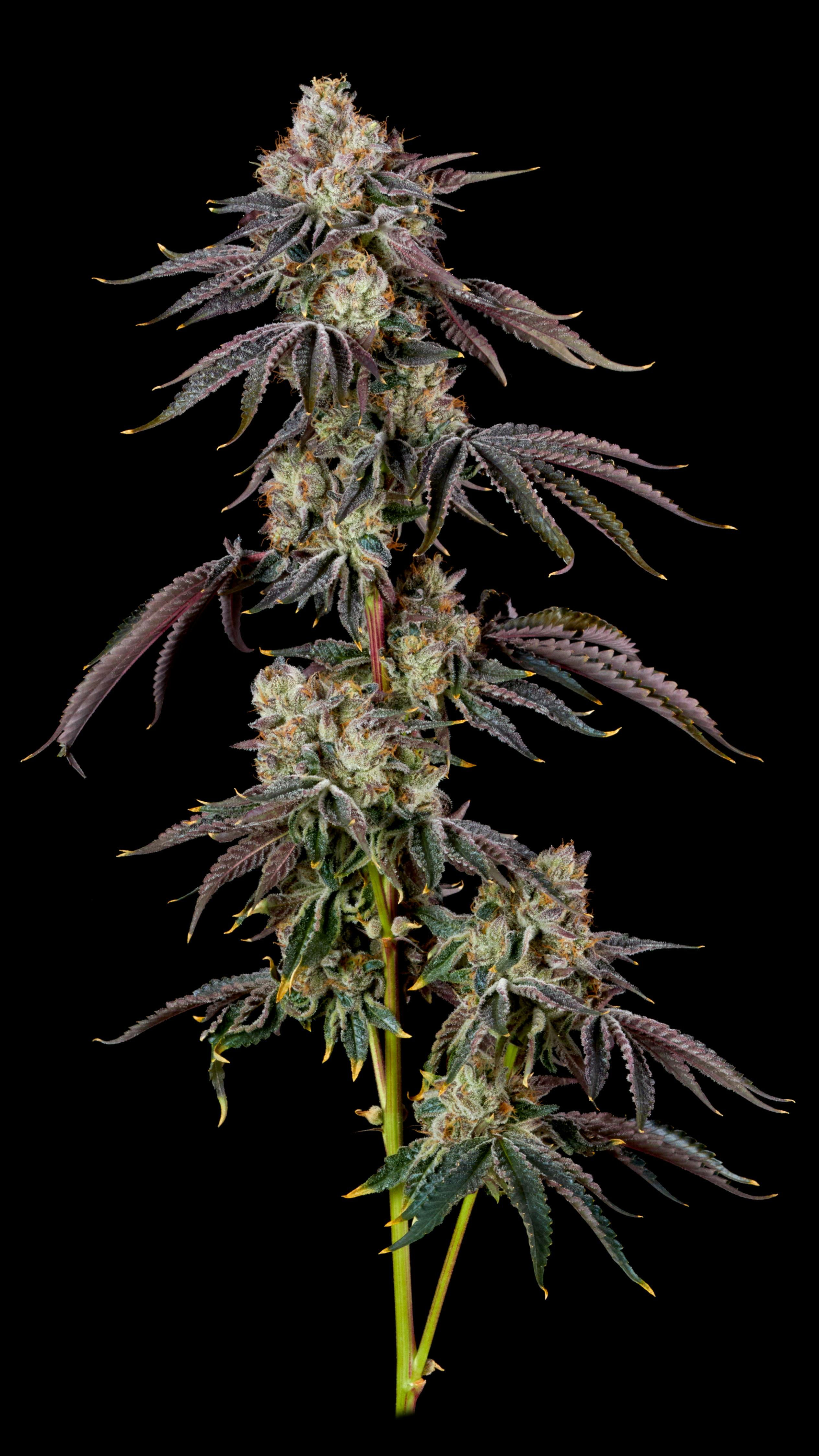 Popcorn 14g | Local Cannabis RS11
