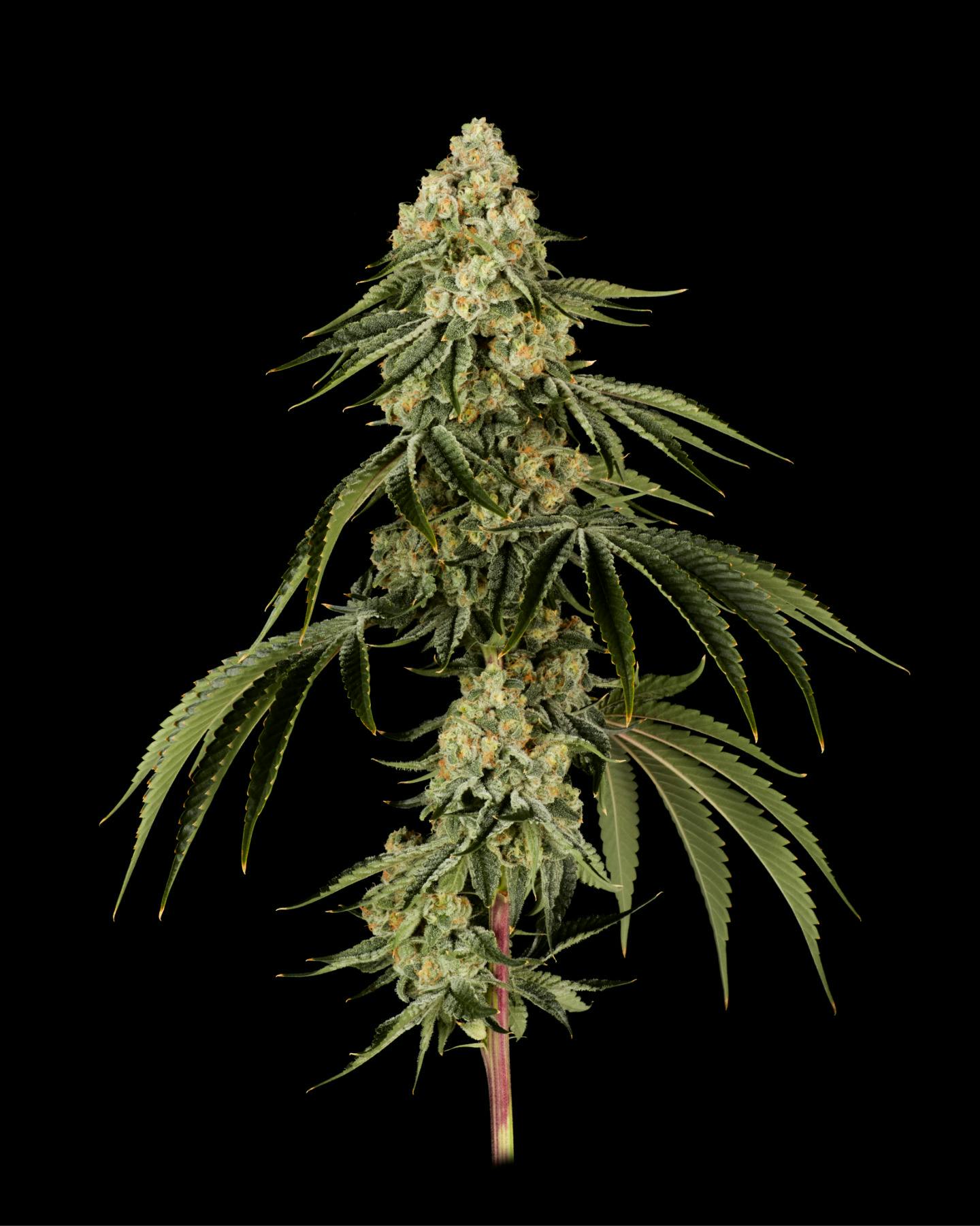 Popcorn | 7g | Local Cannabis Co Florida Kush