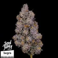 2G - Bubblegum Kush Mints by Salt Spring Magic (INDICA)